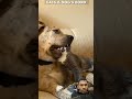 Cats and dog's bond🥺❤️ Wait for end |#shorts #catlovers #petlovers #cute #cat #emotional #cats