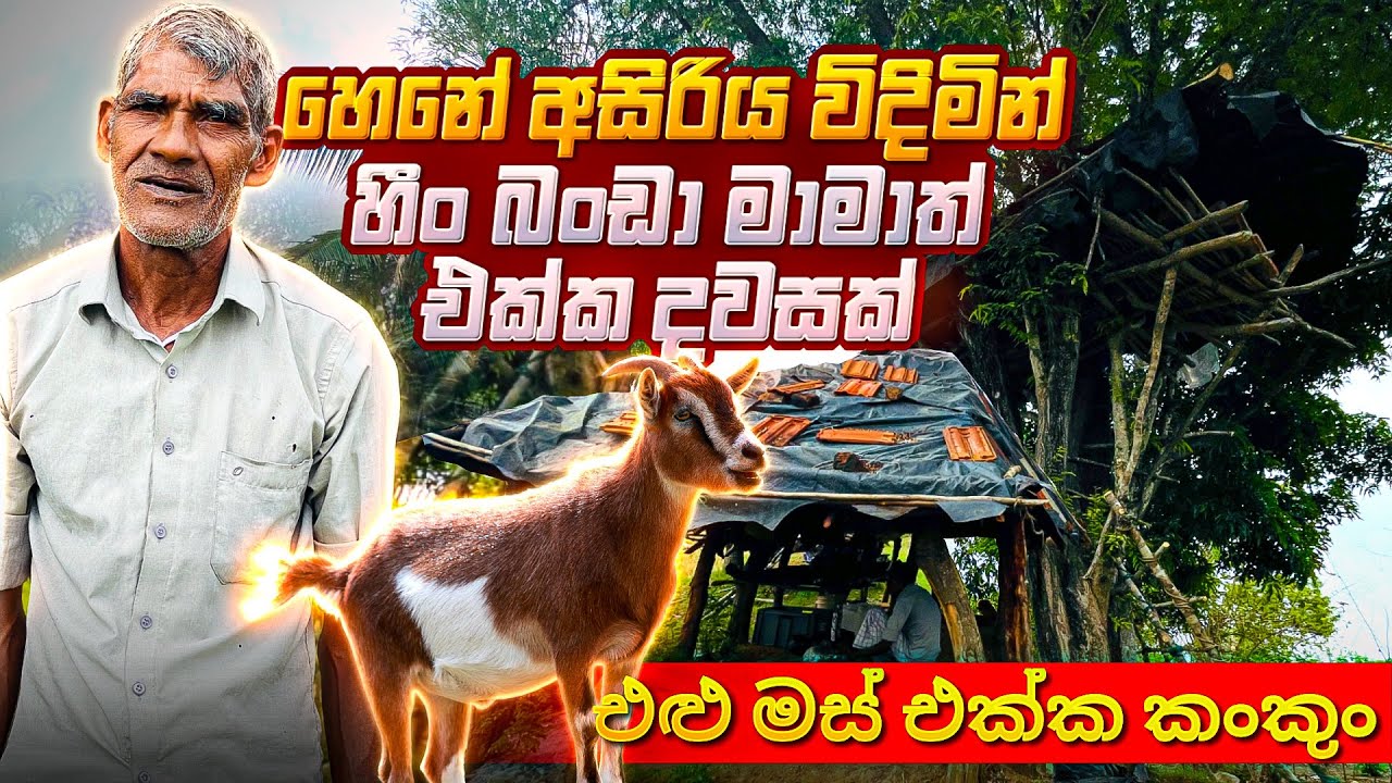 හෙනේ අසිරිය විදිමින් හීං බංඩා මාමාත් එක්ක දවසක් එළු මස් එක්ක කංකුං #village 