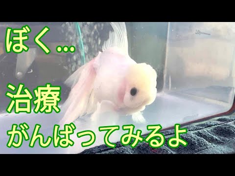 ばい菌だらけの金魚から、ばい菌を取ってあげたい...