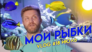 рыбки в морском аквариуме | перегрев морского аквариума | температура в аквариуме |рифовый аквариум