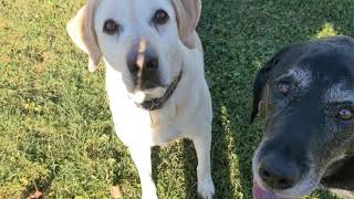 More yard time with Dozer and Dexter || Dexter plays fetch 🐶🦴 | Pet Friendly by Pet Friendly 69 views 1 year ago 1 minute, 11 seconds