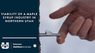 Viability of a Maple Syrup Industry in Northern Utah