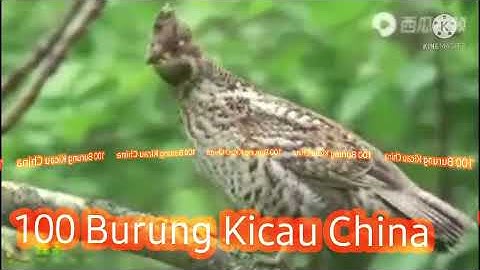 100 JENIS BURUNG KICAU ASLI DARI HUTAN CHINA