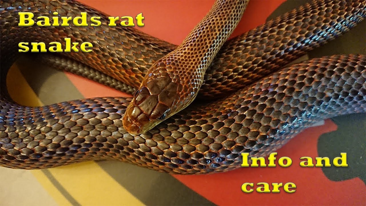 baird's rat snake information Bairds rat snake care