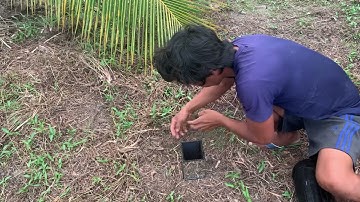 CÙNG A THẠCH ĐI BẨY CHIM CÚT VÀ CÁI KẾT CÓ MỒI NHẬU