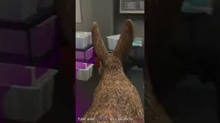 #gtarp #fivem #gta #fivemroleplay #lifeisbutadream #roleplay #roleplay #fivemhighlight #troll #troll