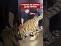 РУССКИЕ НЕ БОЯТСЯ ДАЖЕ ТИГРОВ #юмор