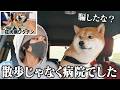 【ごめん...】愛犬を騙して病院に連れてきたらすごくお怒りになった柴犬こまちゃん