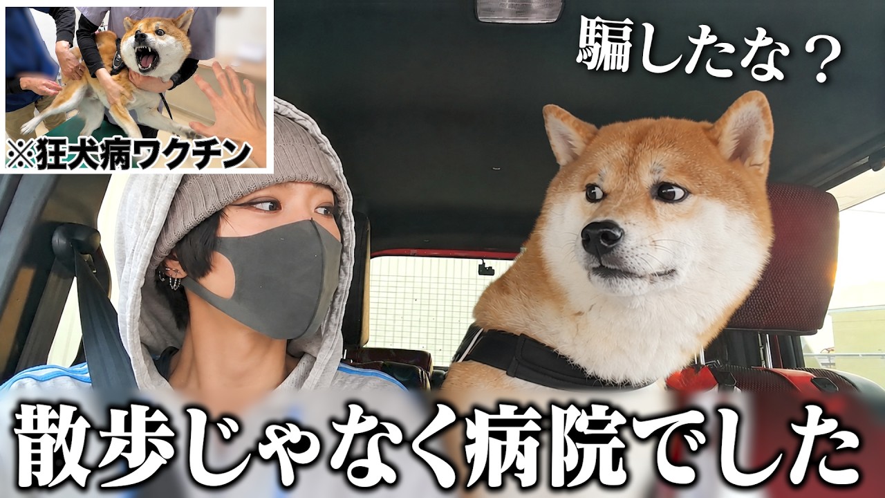 【ごめん...】愛犬を騙して病院に連れてきたらすごくお怒りになった柴犬こまちゃん
