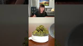Insights into Cannabis Use for those with ADHD!