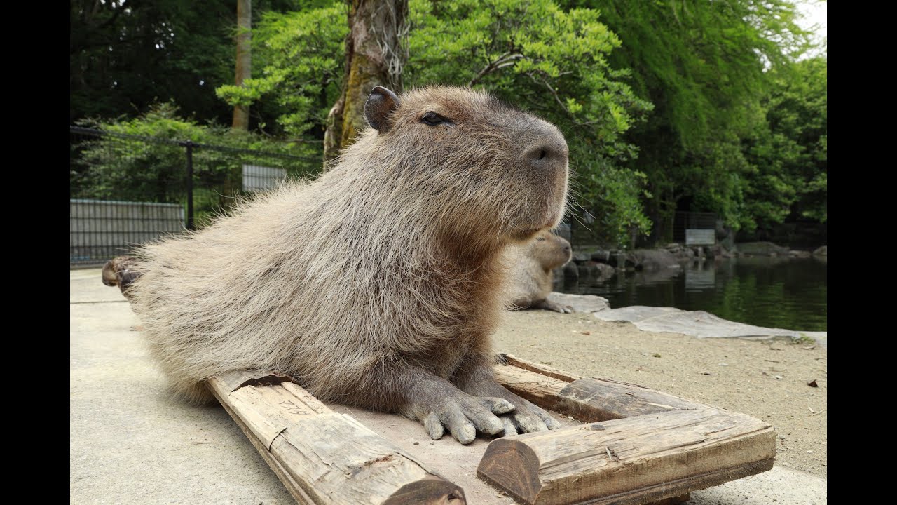 待ちきれない】餌を待つカピバラさん達 - YouTube
