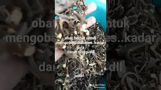 akar kait kait cakar elang