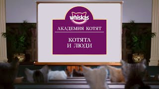 Как ухаживать за котенком: как правильно заботиться о маленьком котенке. Академия Котят.