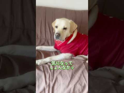 ハンちゃんば見守るとですッ✨🐰🐶 #トニー #冷蔵庫の番人 #いぬとうさぎ