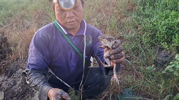 Cắm câu ếch - Đi thăm câu ếch và kết quả như chờ đợi _ Cà Kê Vlog