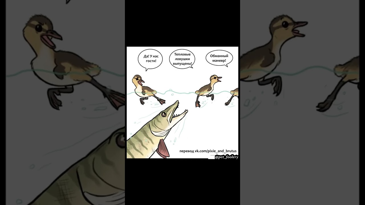 Боевые утки)