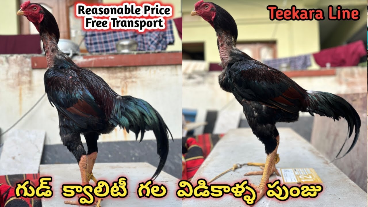 Good Quality Teekara Line Punju||7995474187||Yakudh Vidikalla Breed||