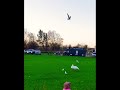 Лебеді в Англії #england #greatbritain #swans #swan