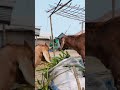 Gaon ki VIP mehmaan 😂🐐 Subscribe for desi life ❤️ #GaonKiBaatein #Shorts