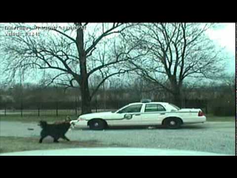 Dog Eats Police Car