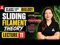 Sliding Filament Theory Class 11 Biology | Locomotion and Movement | Lecture 11 NEET