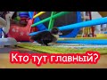 VLOG Утёнок дома