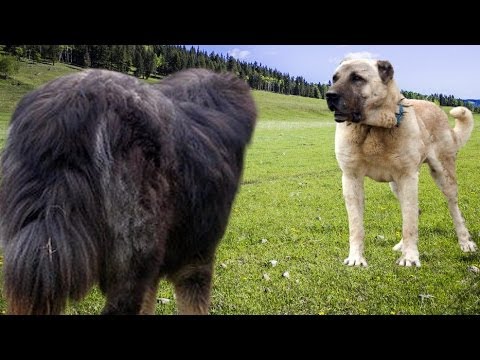 Kangal Vs Tibetan Mastiff 究極のクラッシュnull Youtube