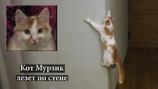 Коты На Стене Фото