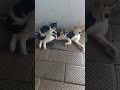 ഞങ്ങളെ ഒന്ന് വെറുതെ വിടൂ 😻😻#shortvideo #funny #cat #video #petlover #ambi