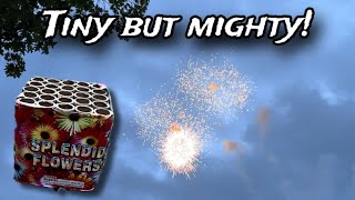 Splendid Flowers 25S Firework