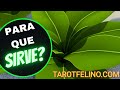 RUDA🌱 BENEFICIOS para la salud PODER MAGICO Y ESOTERICO propiedades MEDICINALES