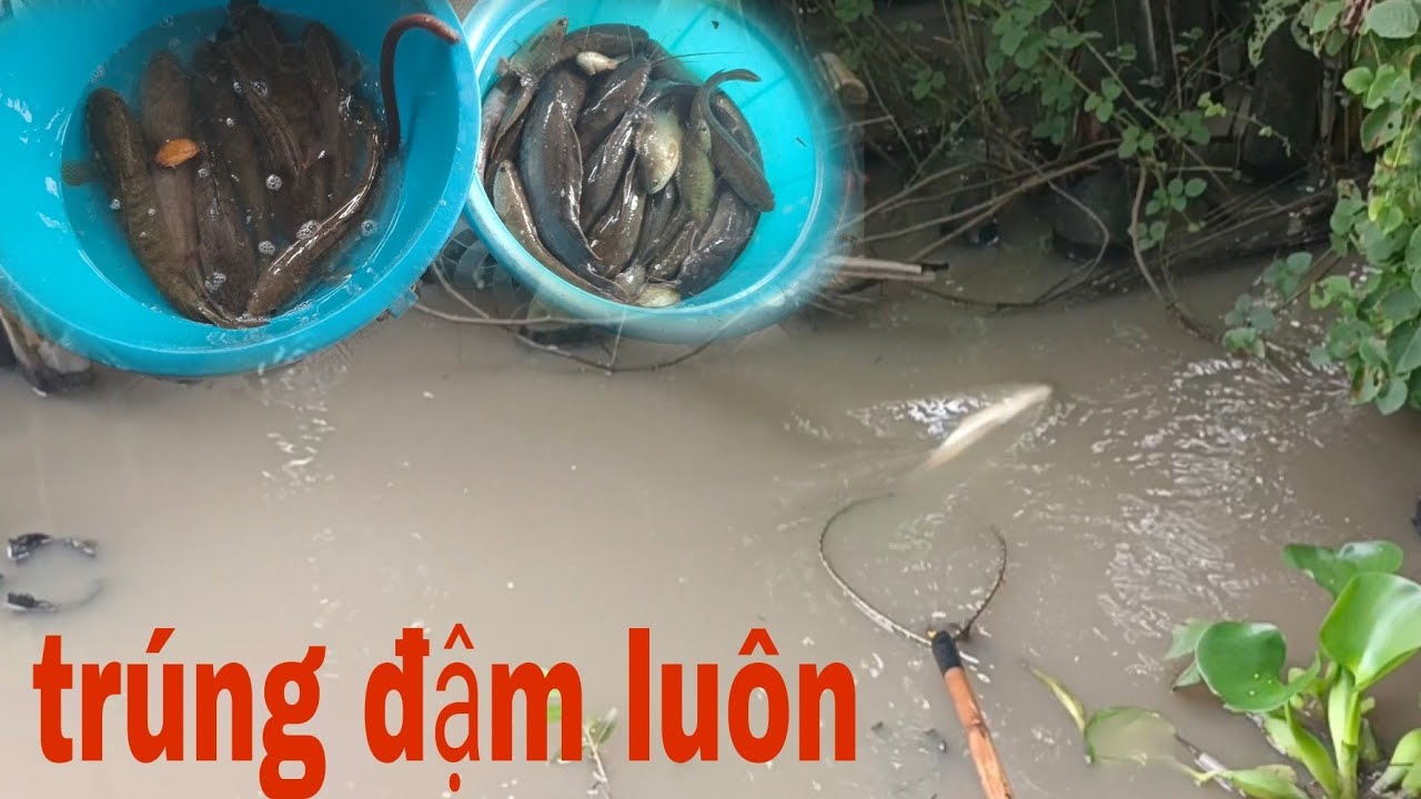 Bữa Nay Đi Kích Cá Trên Sông Trúng Đậm Cá Lóc Cá Trê Vớt Liên Tục @