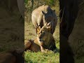 Lion who don't notice it at all