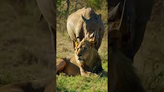 Lion who don't notice it at all