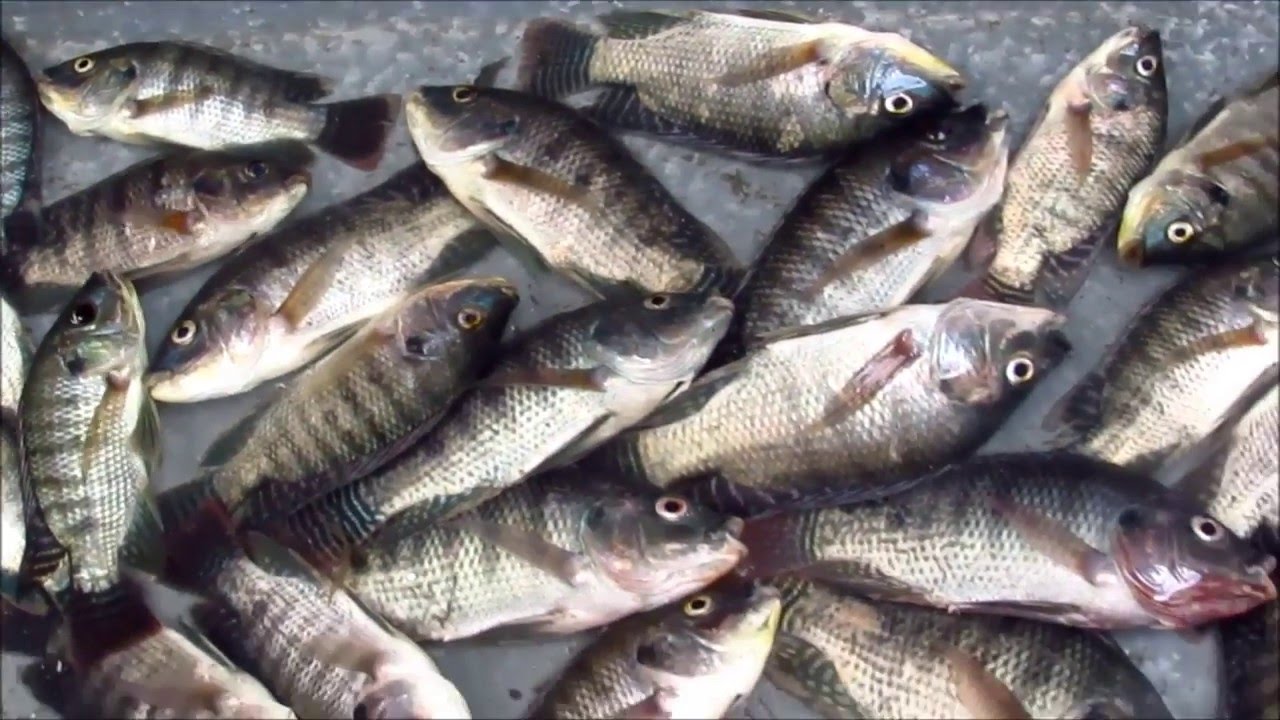 FISH MARKET KOLKATA 2O16 YouTube