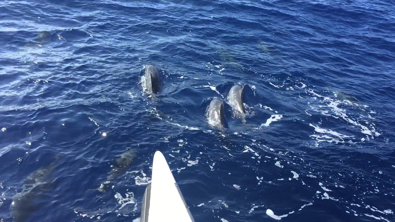 Spinner Dolphins - Kauai 2016 - YouTube
