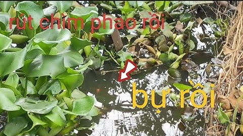 Tập 44 - Câu Cá Rô Đồng - Chia Sẽ Điểm Lý Tưởng Cho ae @tanhungmientay 