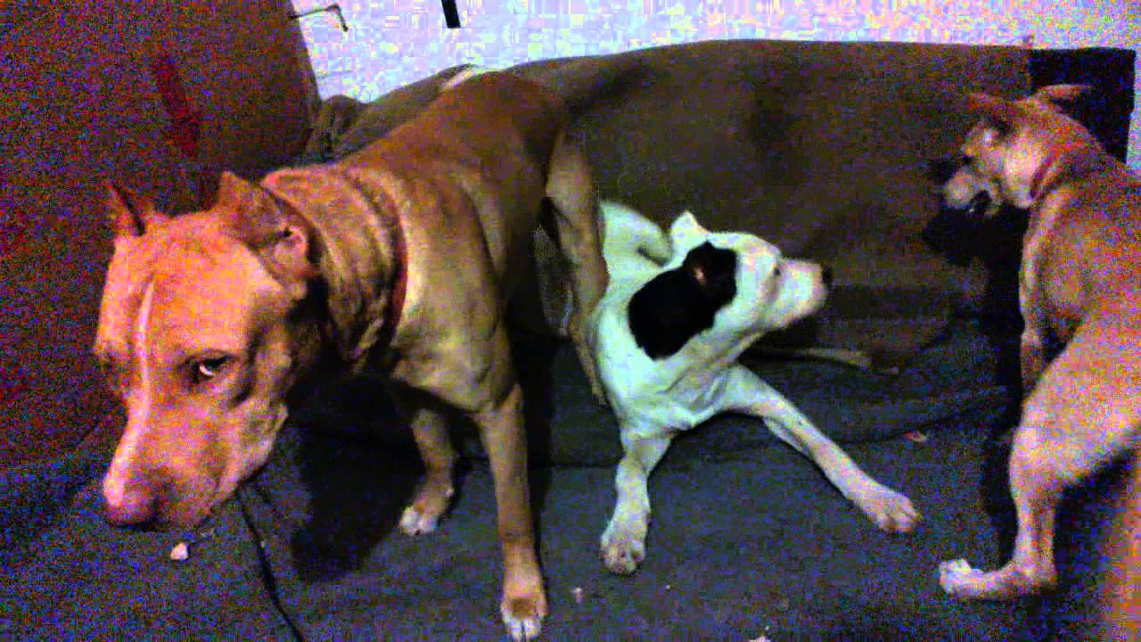 Perro Pitbull Cruza Con Dogo Argentino Excelente American