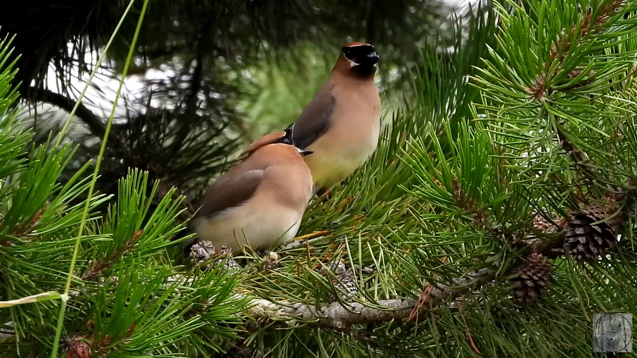 Three minutes of bird watching in Richmond BC Canada in