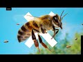 Bees are going extinct...but not the ones you think