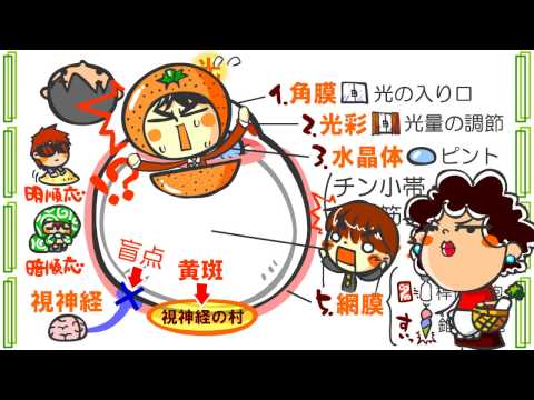 生物４章３話「目のしくみ」ｂｙWEB玉塾