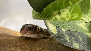 Training Snakes & Being their Safety Net