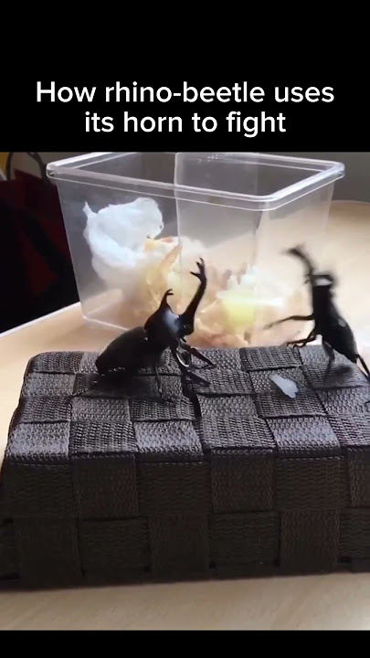 Rhino-beetle
