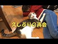 久しぶりに大好きな下の子ちゃんと再会した猫 保護猫ハナ♂