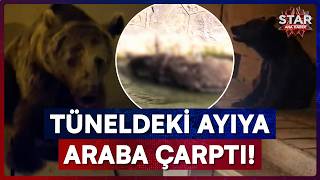 Tünele Giren Ayıya Araba Çarptı, Kurtarılmaya Çalışılırken 10 Metrelik Uçurumdan Düştü