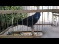 Canto Reina mora.mp4