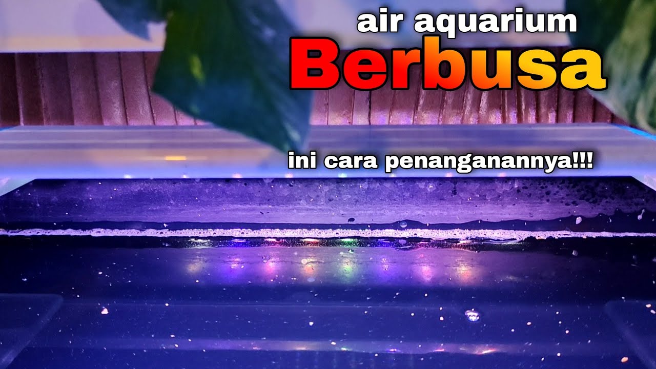AIR AQUARIUM BERBUSA - INI DIA PENYEBAB DAN CARA MENANGANINYA ❗❗❗hati - hati berbahaya...