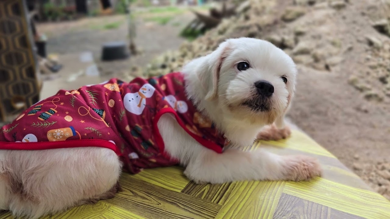 CHRISTMAS DRESS OF OUR LITTLE BUDDY So Pretty our Mutchie Shitzu