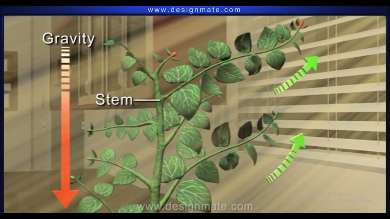 Plant movements