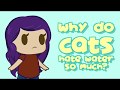 Why do Cats Hate Water so Much?